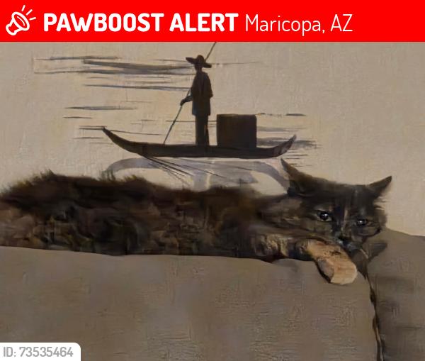 Lost Female Cat last seen Near Alamendras St, Maricopa, AZ 85139