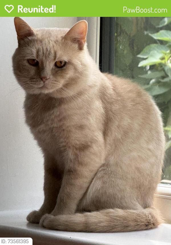 Reunited Male Cat last seen Near Swain hse Road, West Yorkshire, England BD2 1JW