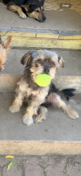 Lost Male Dog last seen Paragon park, Perris, CA 92571