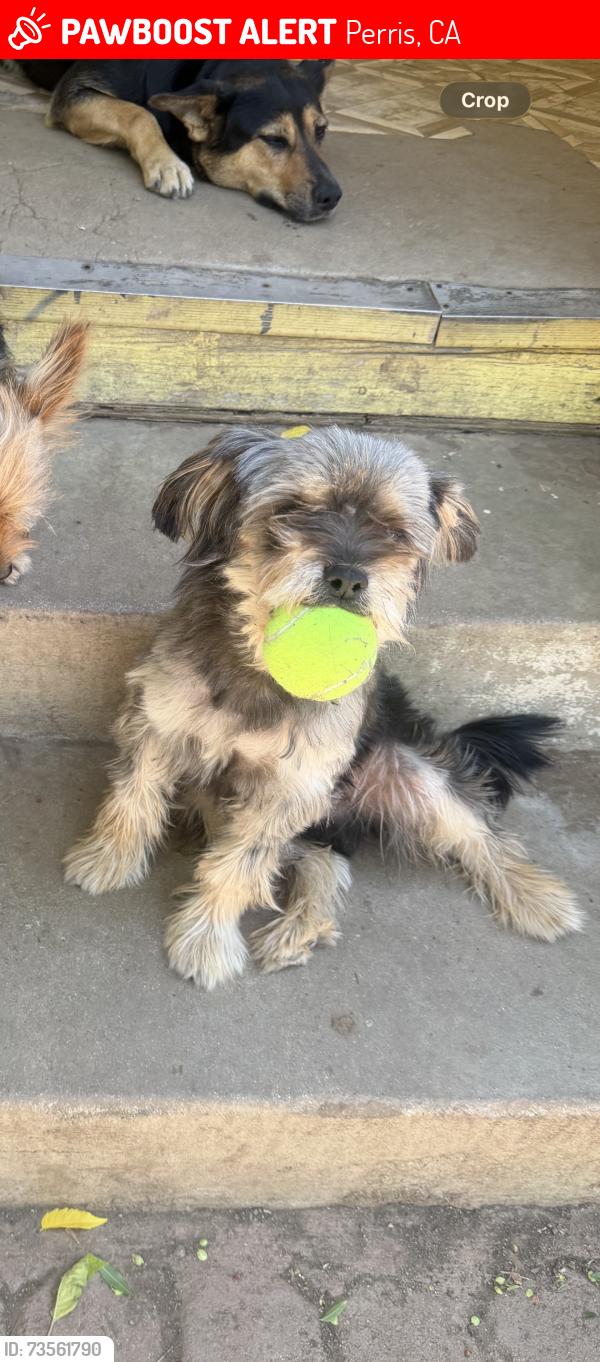 Lost Male Dog last seen Paragon park, Perris, CA 92571