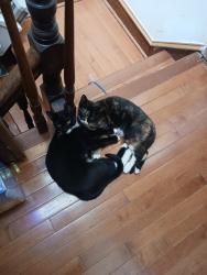 Lost Female Cat last seen East 26, Clarendon and avenue D, Brooklyn, NY 11226