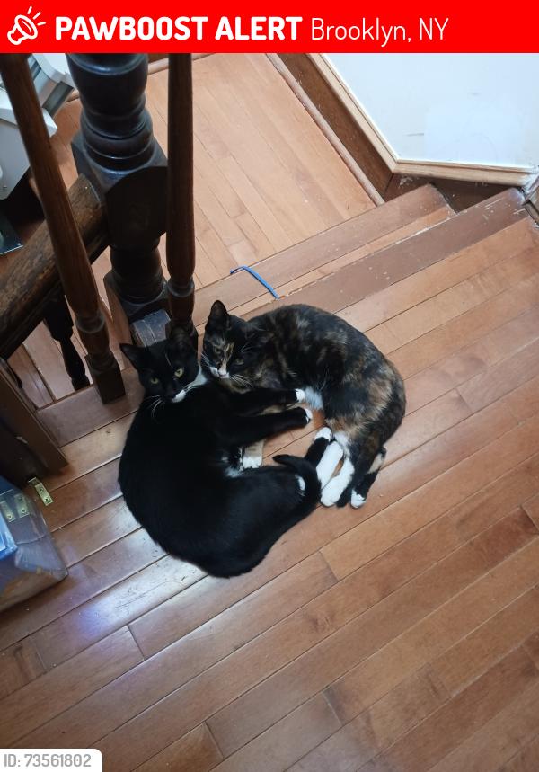 Lost Female Cat last seen East 26, Clarendon and avenue D, Brooklyn, NY 11226