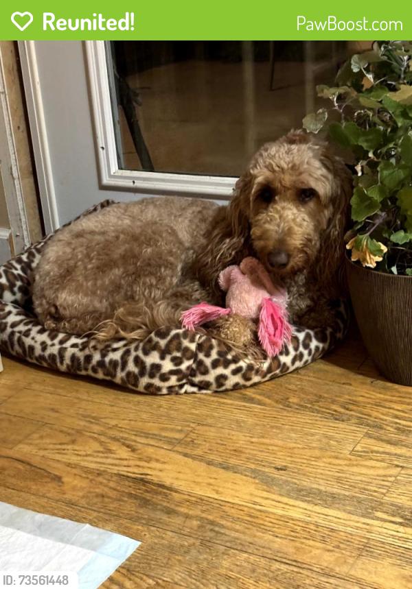 Reunited Female Dog last seen Reisterstown Rd and Craddock Lane Near Queen Anne townhouses, Owings Mills, MD 21117