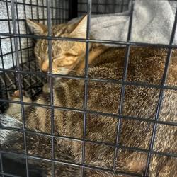 Shelter Stray Male Cat last seen , 361 S Raymond Ave, Pasadena, CA 91105, USA