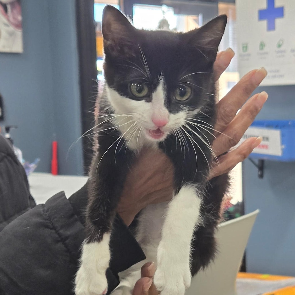 Shelter Stray Female Cat last seen , 124 Evergreen Ave, Newark, NJ 07114, USA