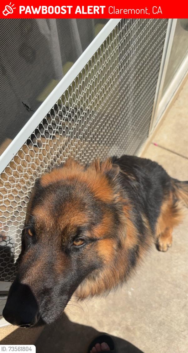 Lost Female Dog last seen Padua Ave, Claremont, CA 91711