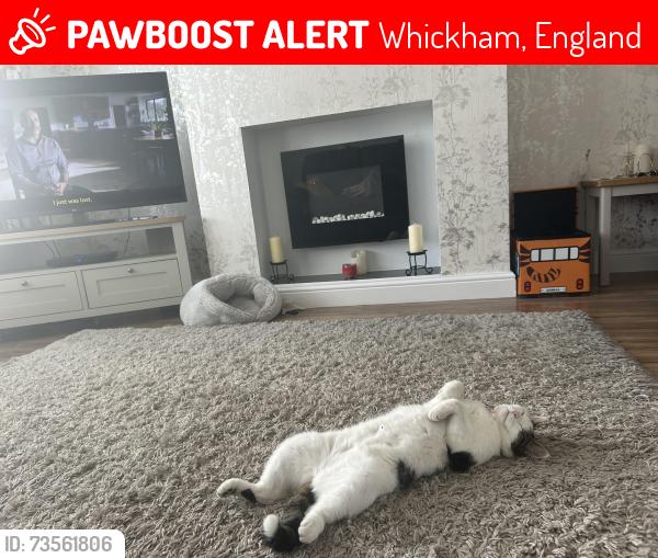 Lost Female Cat last seen Glendale avenue whickham, Whickham, England 