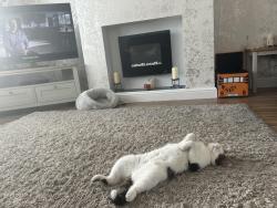 Lost Female Cat last seen Glendale avenue whickham, Whickham, England 