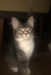 Reunited Female Cat last seen W montecito and n michilinda ave, Sierra Madre, CA 91024