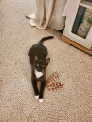 Lost Male Cat last seen rachels keep, Greensboro, NC 27407