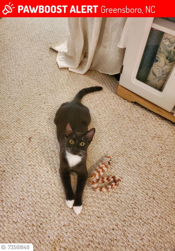 Lost Male Cat last seen rachels keep, Greensboro, NC 27407