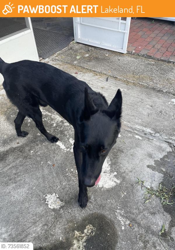 Found/Stray Male Dog last seen Airport Road, Lakeland, FL 33815