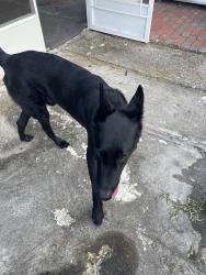 Found/Stray Male Dog last seen Airport Road, Lakeland, FL 33815
