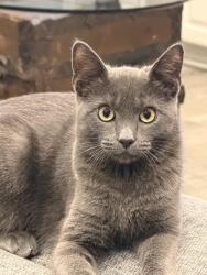 Reunited Male Cat last seen Mockingbird Lane and Buford Dam area, Cumming, GA 30041