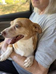 Reunited Unknown Dog last seen Woodview Drive, Greensboro, NC 27408