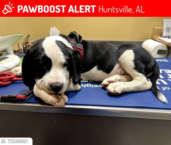 Lost Male Dog last seen hse on given address, Huntsville, AL 35810