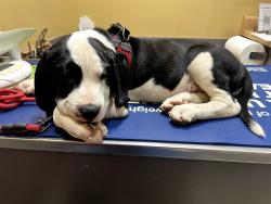 Lost Male Dog last seen hse on given address, Huntsville, AL 35810