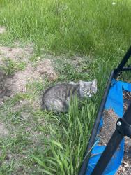 Lost Female Cat last seen Vivian between Cole rd. & Hurd rd., Monroe, MI 48162