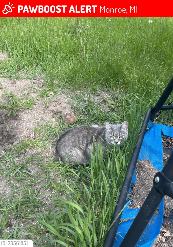 Lost Female Cat last seen Vivian between Cole rd. & Hurd rd., Monroe, MI 48162
