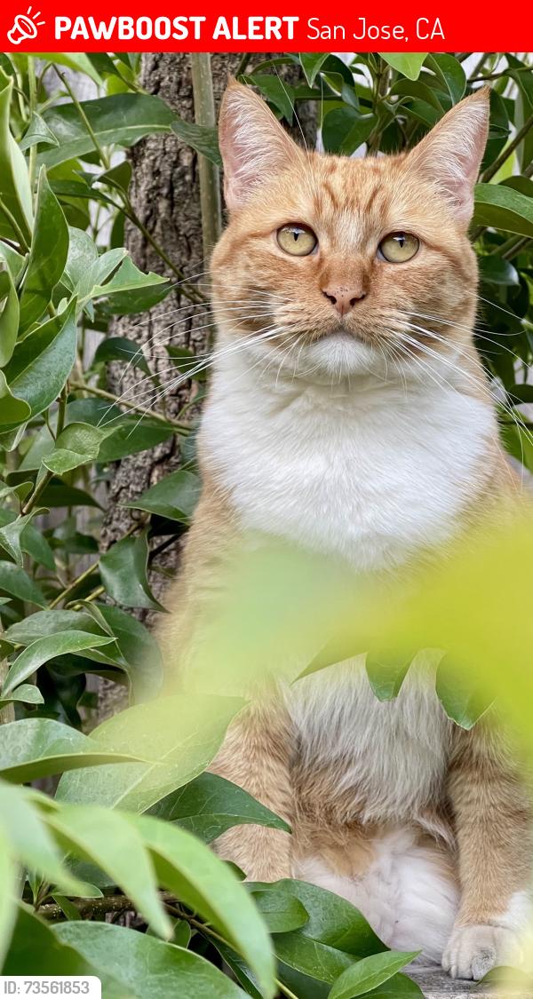 Lost Female Cat last seen Near Conrad Ave. San Jose, CA, San Jose, CA 95124