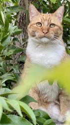 Lost Female Cat last seen Near Conrad Ave. San Jose, CA, San Jose, CA 95124