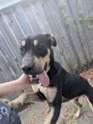 Found/Stray Male Dog last seen The road behind The ests at the River Pointe, Memphis, TN 38103