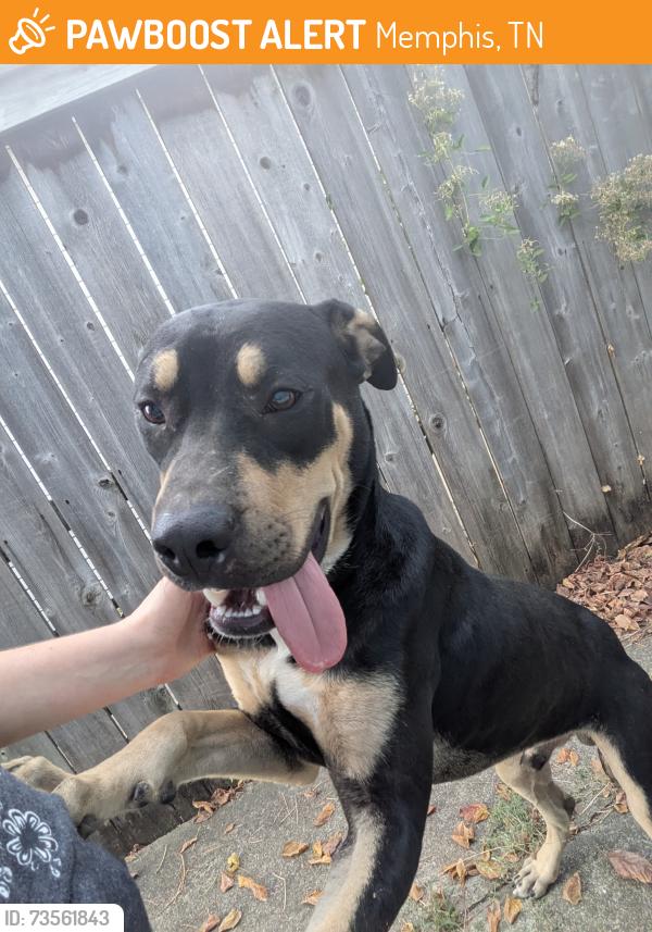 Found/Stray Male Dog last seen The road behind The ests at the River Pointe, Memphis, TN 38103