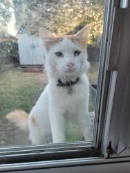 Found/Stray Unknown Cat last seen Whittier, Sacramento, CA 95820