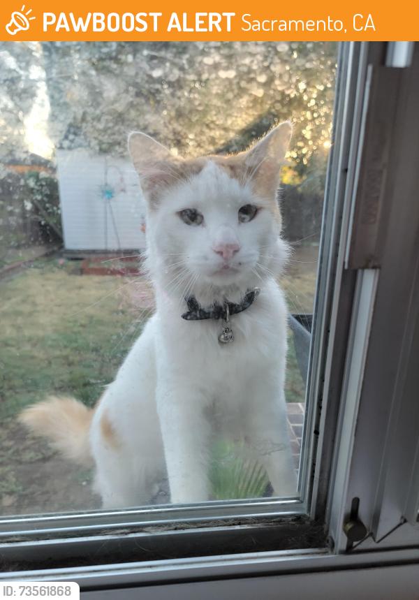 Found/Stray Unknown Cat last seen Whittier, Sacramento, CA 95820