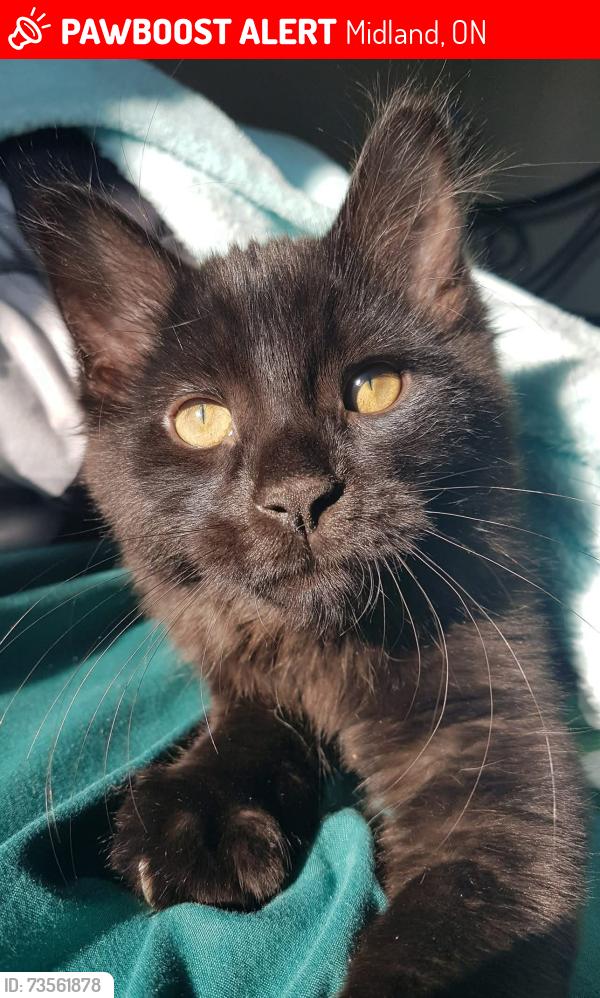 Lost Male Cat last seen Tiffin park, Midland, ON 