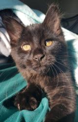 Lost Male Cat last seen Tiffin park, Midland, ON 