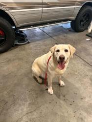 Reunited Male Dog last seen South buffalo and Alta drive, Las Vegas, NV 89145