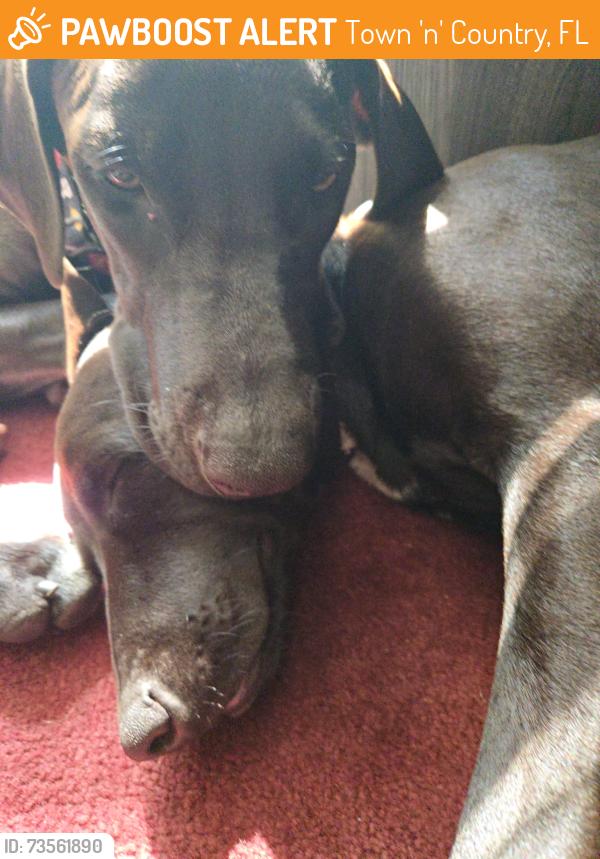 Found/Stray Female Dog last seen Kelly and caracas, Town 'n' Country, FL 33615