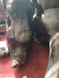 Found/Stray Female Dog last seen Kelly and caracas, Town 'n' Country, FL 33615
