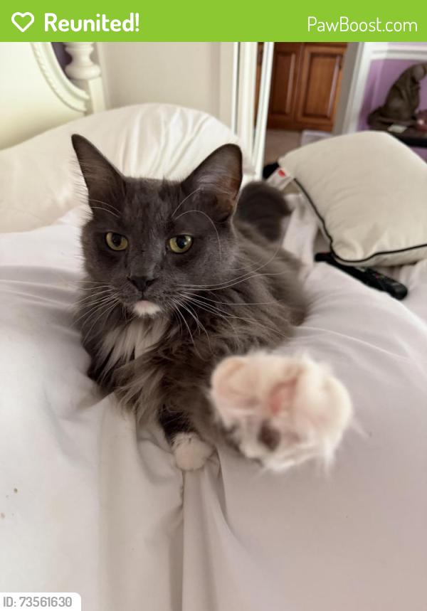 Reunited Male Cat last seen Markham Place off markham woods road, Longwood, FL 32750