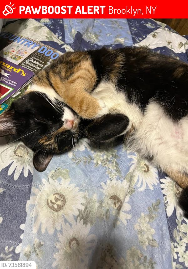Lost Female Cat last seen Clarendon Road and ave F, Brooklyn, NY 11226