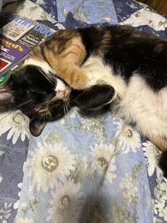 Lost Female Cat last seen Clarendon Road and ave F, Brooklyn, NY 11226