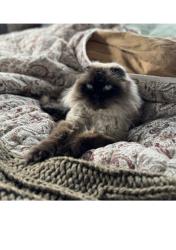 Reunited Male Cat last seen 9th st, Easton, PA 18042