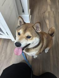 Found/Stray Male Dog last seen Mcdonough, Joliet, IL 60436