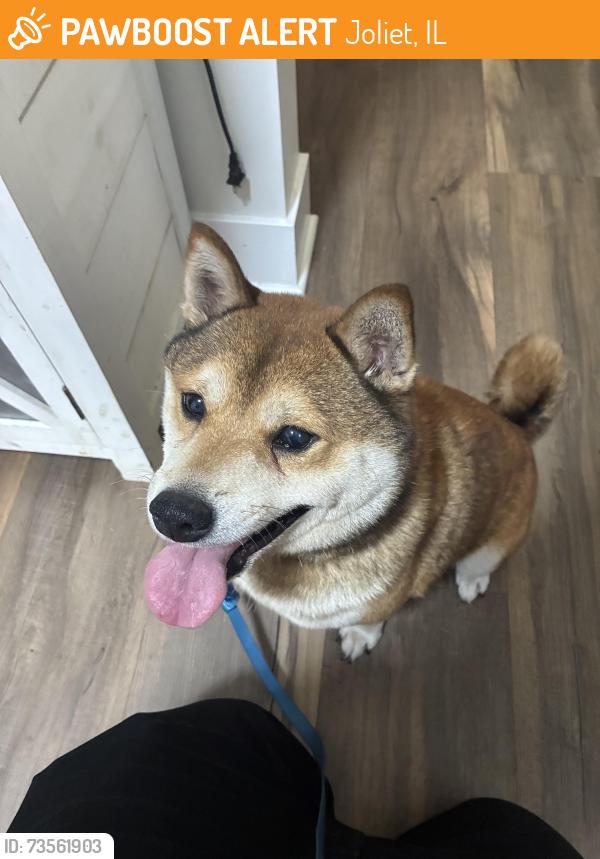 Found/Stray Male Dog last seen Mcdonough, Joliet, IL 60436