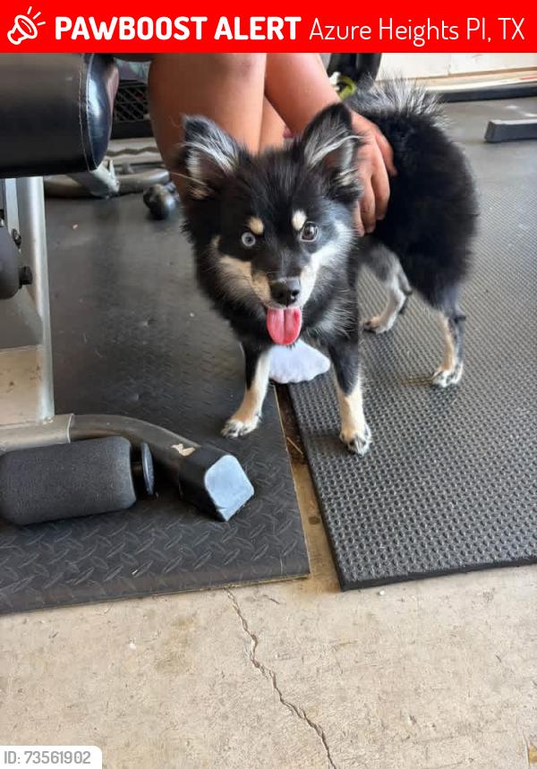 Lost Female Dog last seen Azure heights and kelly Dr, Azure Heights Pl, TX 76078