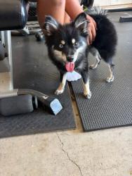 Lost Female Dog last seen Azure heights and kelly Dr, Azure Heights Pl, TX 76078