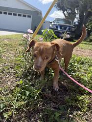 Found/Stray Male Dog last seen West bay & 20th Street, Largo, FL 33770