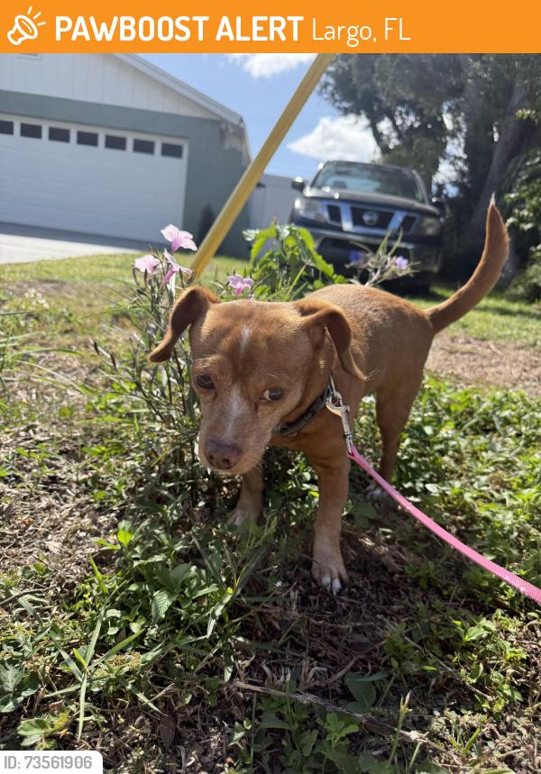 Found/Stray Male Dog last seen West bay & 20th Street, Largo, FL 33770