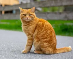 Lost Male Cat last seen Searal, Ajax, ON L1T 0H5