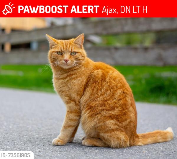 Lost Male Cat last seen Searal, Ajax, ON L1T 0H5