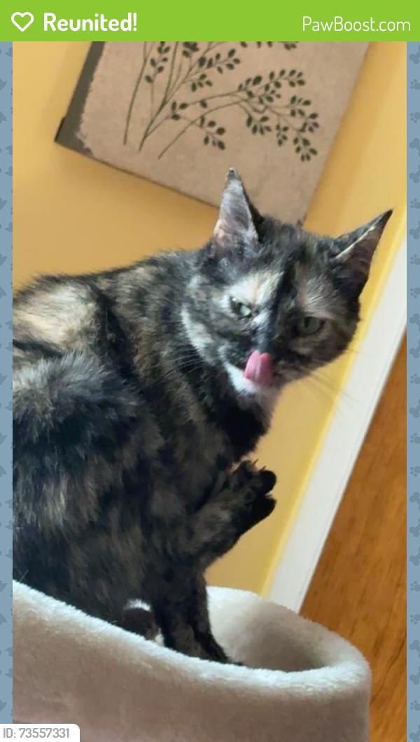 Reunited Female Cat last seen Near Carswell Ave, Elk Grove village, il, Elk Grove Village, IL 60007