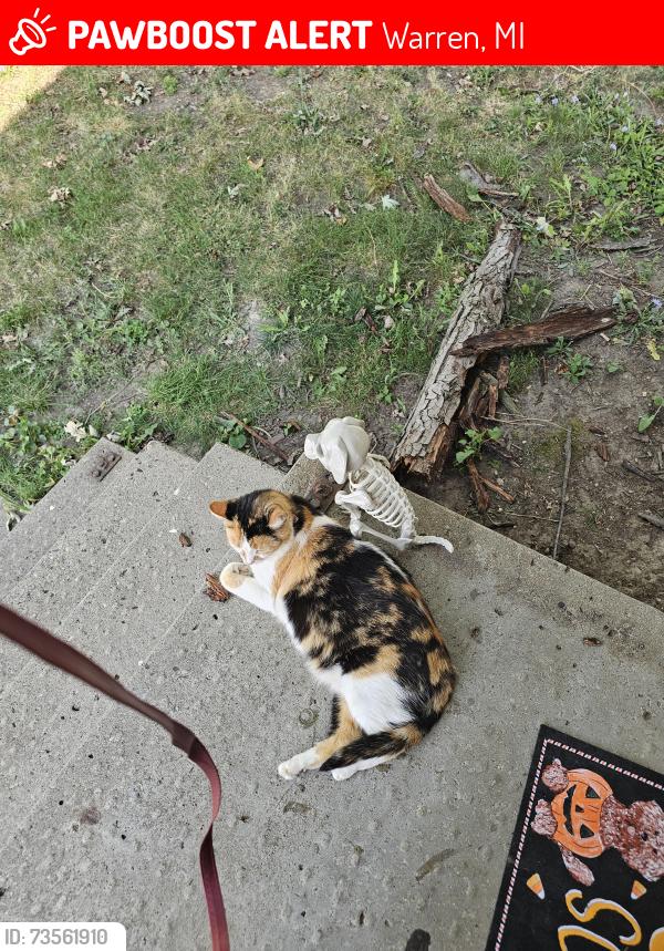 Lost Female Cat last seen Dodge Maxwell, Warren, MI 48091