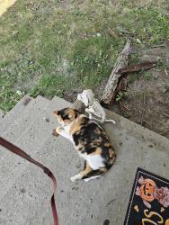 Lost Female Cat last seen Dodge Maxwell, Warren, MI 48091