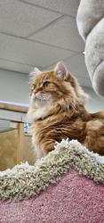 Reunited Male Cat last seen King Edward Ave and Ontario, Vancouver, BC V5Y 2G8